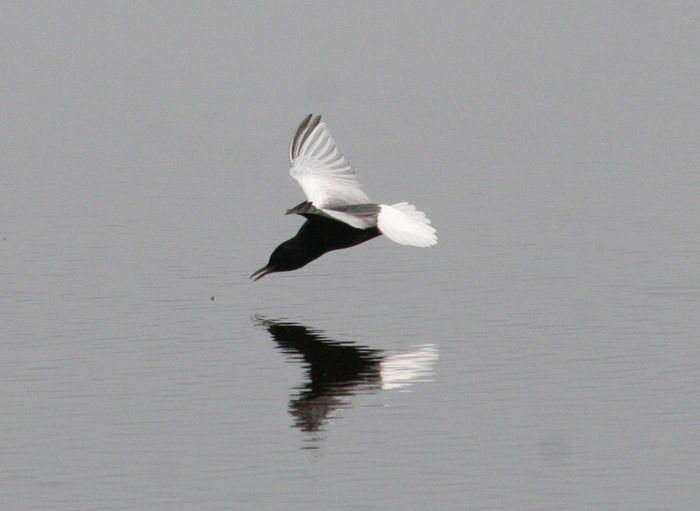 Leucopterus1.jpg